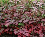 Tawułka Arendsa 'Color Flash' - Astilbe arendsii  'Color Flash'