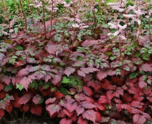 Tawułka Arendsa 'Color Flash' - Astilbe arendsii  'Color Flash'