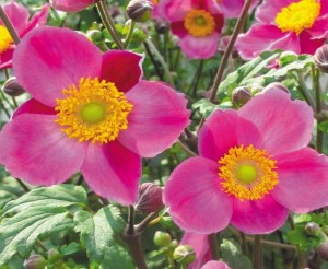  Zawilec japoński 'Praecox' - Anemone hupehensis  'Praecox'