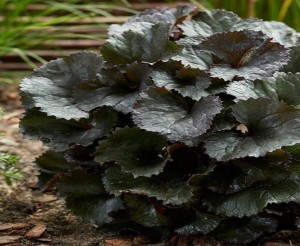 Języczka pomarańczowa 'Pandora' - Ligularia dentata ‘Pandora’