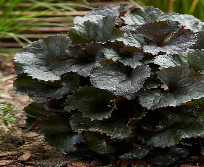 Języczka pomarańczowa 'Pandora' - Ligularia dentata ‘Pandora’