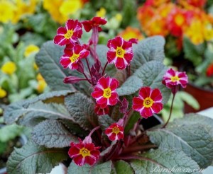 Pierwiosnek  ' Dark Rosaleen' - Primula  'Dark Rosaleen'