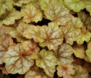 Żurawka 'Ginger Ale'  -  Heuchera 'Ginger Ale' 