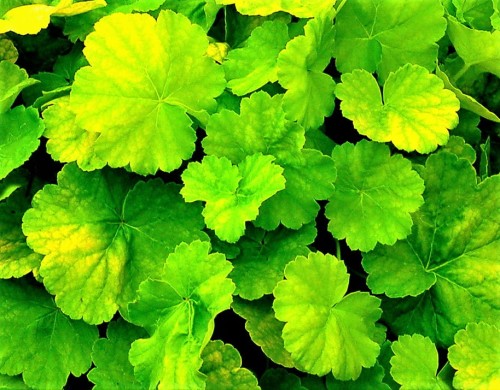 1493973401862_heuchera_northern_exposure_lime_1b-001d.jpg
