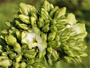 Floks wiechowaty 'Babje Leto'  -  Phlox paniculata  'Babje Leto'
