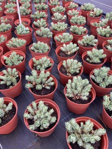 01c4251128c04c4aab842783f73c73b0