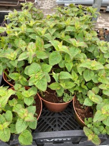 4243bc9b0e67126ab60084e35a077e4e