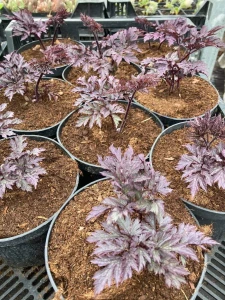 f476c51262a04301c4e66fcdd460c077