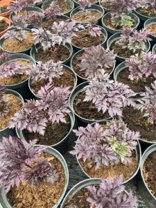 6f2ef9db06f0072487e19661eb8a2171