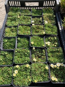 Słonecznica  'Alba' -  Delosperma   'Alba' 