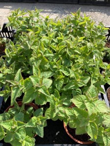 3309db03ecd68844edb7c30d28c02943