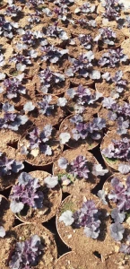 dc1d557737c3f07a69882a76a830b9de