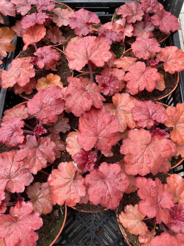 Żurawka ogrodowa 'Fire Alarm' - Heuchera hybrida   'Fire Alarm'