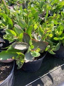 Rozchodnik wielki 'Birthday Party'  -    Sedum telephium  'Birthday Party'