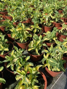 d4ffd29b296346a9150de6512f49502d