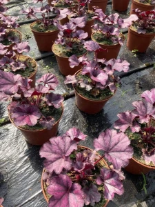 1ee30f9d825095d1168129672c087a69