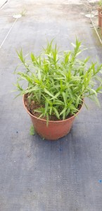 44e436119ae583e06f3a19a2416d499d