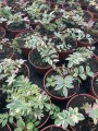 Wielosił rozesłany 'Stairway to Heaven' - Polemonium reptans 'Stairway to Heaven'