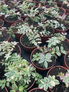 Wielosił rozesłany 'Stairway to Heaven' - Polemonium reptans 'Stairway to Heaven'