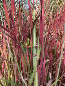 Imperata cylindryczna 'Red Baron' - Imperata cylindrica 'Red Baron' (2).png