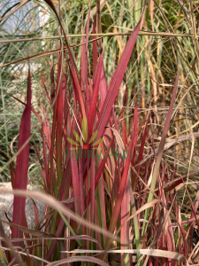 Imperata cylindryczna 'Red Baron' - Imperata cylindrica 'Red Baron' (3).png