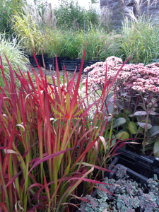 Imperata cylindryczna 'Red Baron' -  Imperata cylindrica 'Red Baron'