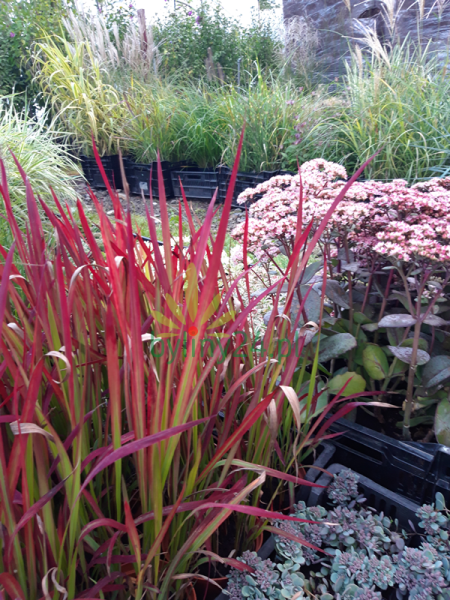 Imperata cylindryczna 'Red Baron' - Imperata cylindrica 'Red Baron' (4).png