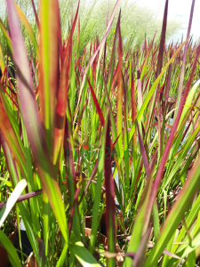 Imperata cylindryczna 'Red Baron' - Imperata cylindrica 'Red Baron' (5).png