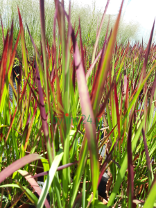 Imperata cylindryczna 'Red Baron' - Imperata cylindrica 'Red Baron' (6).png