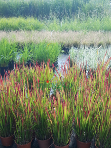 Imperata cylindryczna 'Red Baron' - Imperata cylindrica 'Red Baron' (1).png