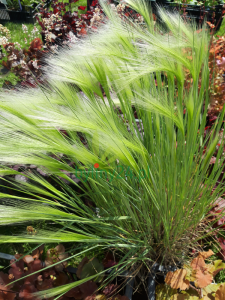 Jęczmień grzywiasty -  Hordeum jubatum