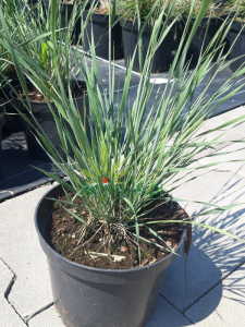 Jęczmień grzywiasty - Hordeum jubatum (1).png