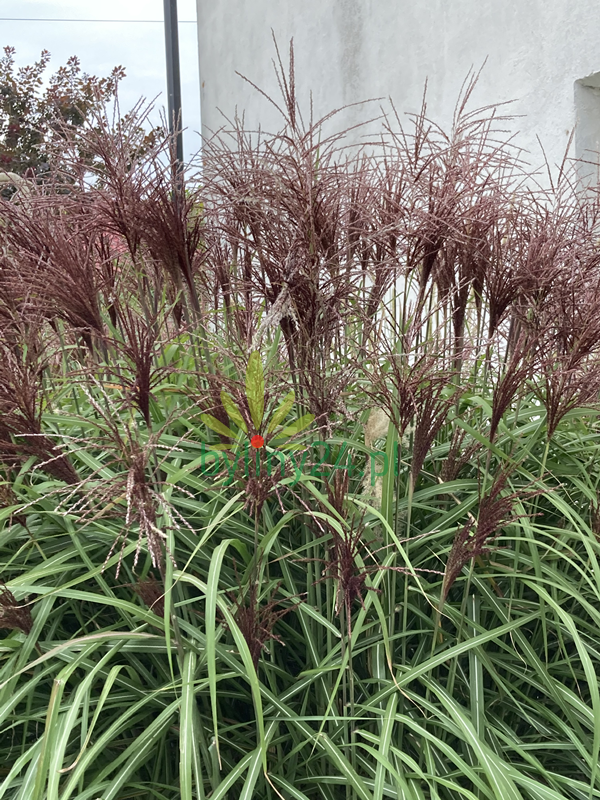 Miskant chiński 'Graziella' -  Miscanthus sinensis 'Graziella'