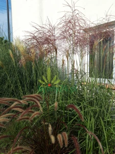 Miskant chiński 'Graziella' - Miscanthus sinensis 'Graziella' (1).png