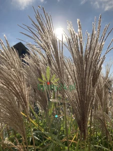 Miskant chiński 'Graziella' - Miscanthus sinensis 'Graziella' (2).png