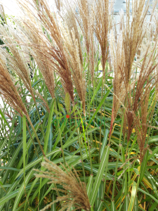 Miskant chiński 'Graziella' - Miscanthus sinensis 'Graziella' (3).png