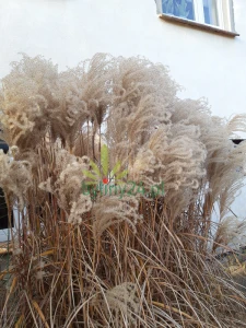 Miskant chiński 'Graziella' - Miscanthus sinensis 'Graziella' (4).png