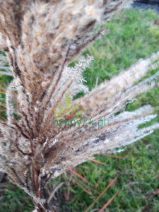 Miskant chiński 'Graziella' - Miscanthus sinensis 'Graziella' (6).png