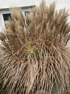 Miskant chiński 'Graziella' - Miscanthus sinensis 'Graziella'.png