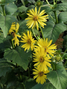 Rożnik przerośnięty  -  Silphium perfoliatum