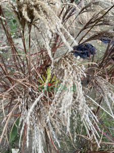 Miskant chiński 'Rosi' - Miscanthus sinensis 'Rosi' 