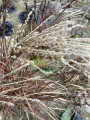 Miskant chiński 'Rosi' - Miscanthus sinensis 'Rosi' (2).png