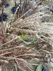 Miskant chiński 'Rosi' - Miscanthus sinensis 'Rosi' (2).png