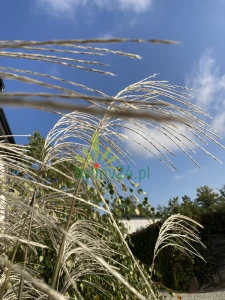 Miskant chiński 'Rosi' - Miscanthus sinensis 'Rosi' (3).png