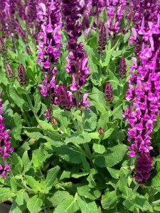 Szałwia omszona 'Sensation Compact Bright Rose'  -  Salvia nemorosa 'Sensation Compact Bright Rose' 