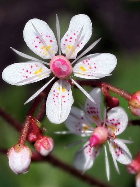 Skalnica cieniolubna - Saxifraga x urbium (id: 619)