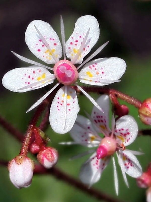 Skalnica cieniolubna  -  Saxifraga x urbium