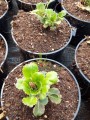 Skalnica cieniolubna - Saxifraga x urbium (id: 619)