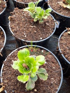 Skalnica cieniolubna - Saxifraga x urbium (id: 619)