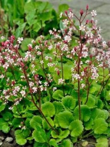 Skalnica cieniolubna - Saxifraga x urbium (id: 619)